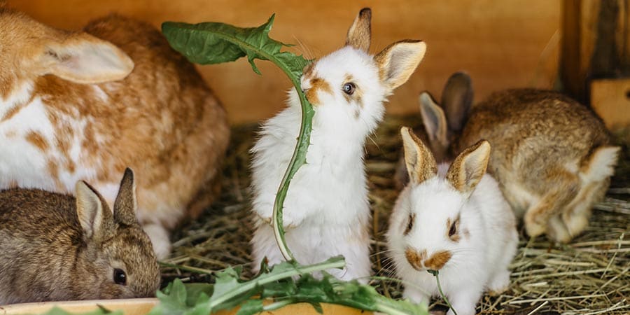 10 Things You Might Not Know About Rabbits Pdsa