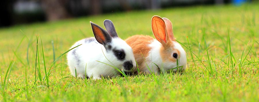 Vet Q&A: Can I keep rabbits with guinea pigs? - PDSA